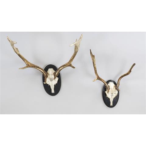 2 antlers, mounted on carved, b
